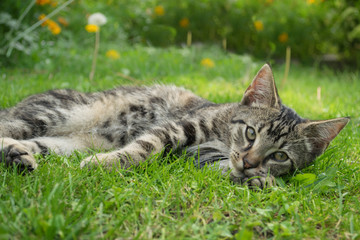 Naklejka na ściany i meble tabby kitten on grass