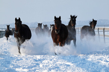 The herd of horse gallopss along on deep snow