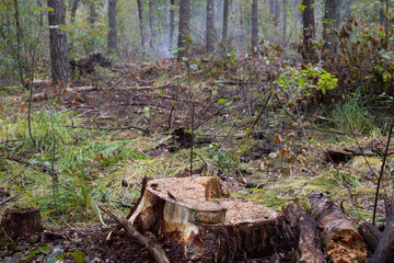 Pine stump, result of tree felling. Total deforestation, cut forest