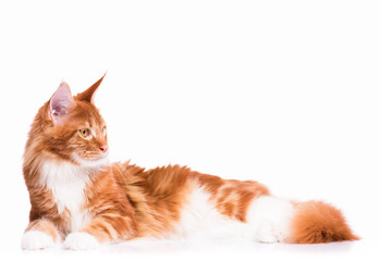 Portrait of domestic red Maine Coon kitten - 8 months old. Adorable cat lying down and looking away. Curious young orange striped kitty isolated on white background.