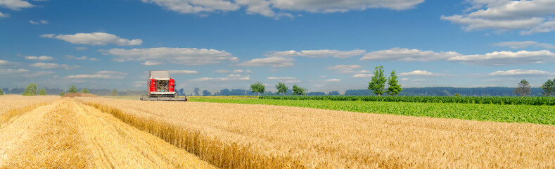 Fototapeta na wymiar Harvester combine harvesting wheat on agricultural field on sunny summer day