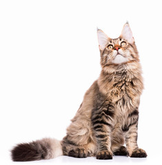 Obraz premium Portrait of domestic black tabby Maine Coon kitten - 5 months old. Cute young cat sitting and looking up. Adorable kitty isolated on white background.