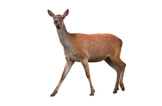 Fototapeta  deer