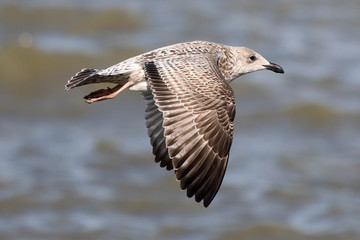 Möwe