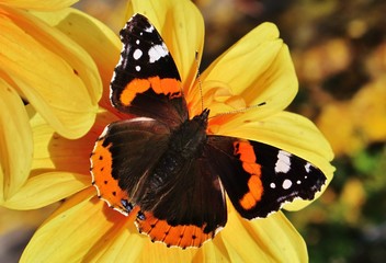 Fototapeta premium Admiral auf einer Dahlienblüte