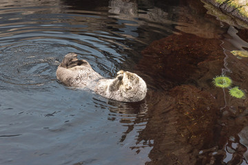 Cute otter playing in the water, Lisbon