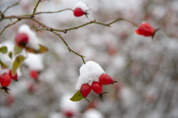 Dog-rose branch with berries