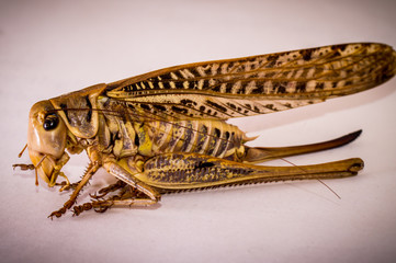 A macro shot of a central asian grasshopper