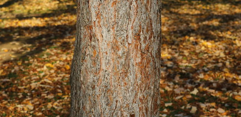 tree trunk background, pine wood
