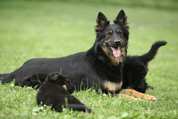 Beautiful bitch of Bohemian Shepherd with its puppies