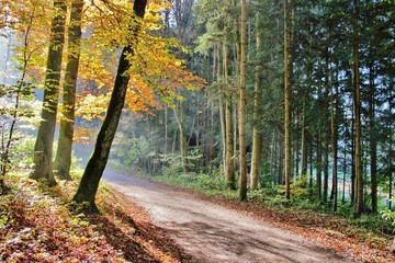 Obraz premium Herbstlicher Wald