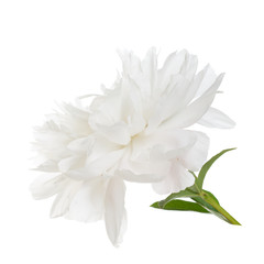Bright peony flower isolated on white background.