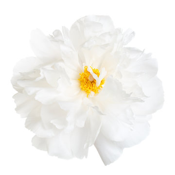Fototapeta Bright peony flower with yellow stamens, isolated on white background.