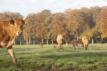 limousin cows in dutch meadow before autumn forest in warm morni