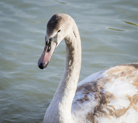 Swan on lake Balaton