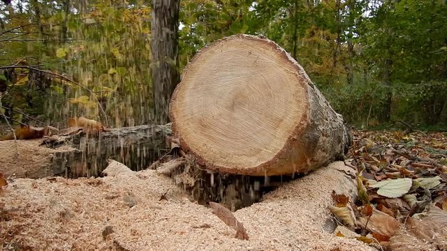 Taglio degli alberi - segatura