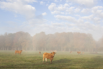 Naklejka na ściany i meble limousin cows in meadow before autumn forest in morning mist