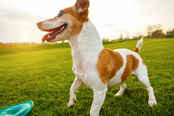 Let's play with my disk toy. Active happy dog enjoing weekend on natural background. 