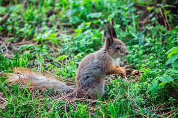 Naklejka na ściany i meble Portrait of cute eurasian red squirrel (Sciurus vulgaris) in spring forest looking with curiosity. Small ginger squirrel in park. Close-up squirrel on lawn.