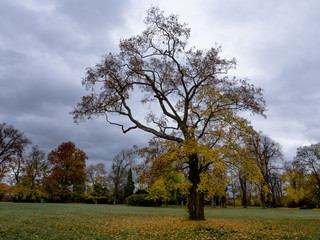 Obraz premium A tree in the park