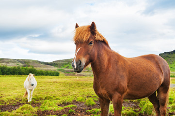 Beautiful brown and white icelandic horses in nature