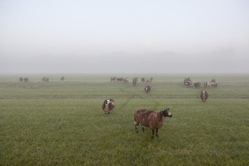 sheep stand and graze in early morning misty meadow in the nethe