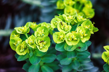 Amygdaloides Photos Royalty Free Images Graphics Vectors Videos Adobe Stock