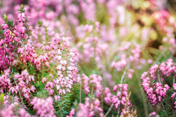 Beautiful field of vibrant pink heather (Calluna vulgaris) blossoming outdoors in spring sun. Botanical photo. Heather flowers. Small violet flowers. Spring blossom background. Retro style.