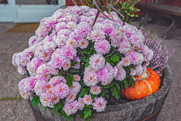 Beautiful fall container-garden