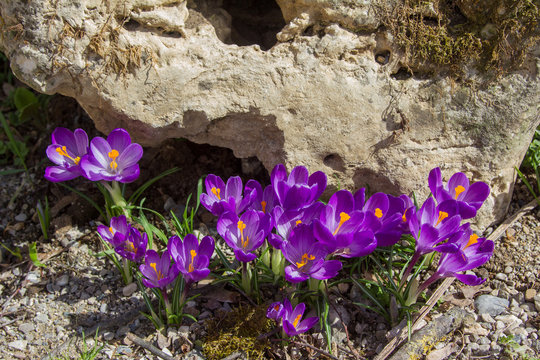 Lila Fr&uuml;hlingskrokus im Steingarten