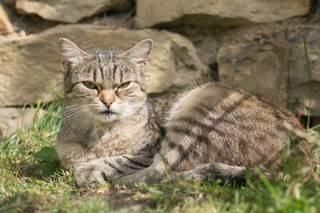 Young tabby kitten