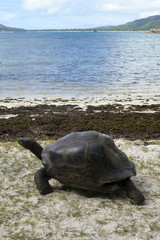 Tortue géante des Seychelles, Aldabrachelys gigantea, réserve naturelle, ile Curieuse, Iles Seychelles