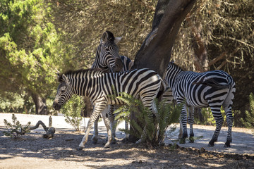 Fototapeta na wymiar Zebras together in the shade of a tree