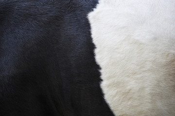 part of black and white hide on side of cow