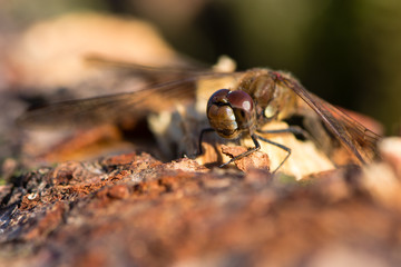 Common darter (Sympetrum striolatum) male. Red dragonfly in the family Libellulidae, perched on wood showing black legs with yellow stripe