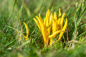 Golden spindles (Clavulinopsis fusiformis) fungi. Bright yellow fungus in dense tuft, in the family Clavariaceae, in Stockhill Wood, Somerset, UK