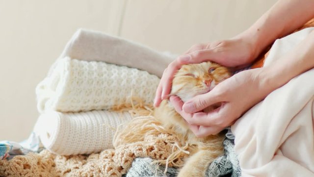 Cute ginger cat sleeps on a pile of knitted clothes. Warm knitted sweaters and scarfs are folded in heaps. Fluffy pet is dozing among cardigans. Man strokes his pet. Cozy home background
