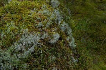 moos flechten waldboden, smaland schweden