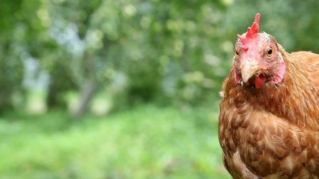 Young red hen in the garden