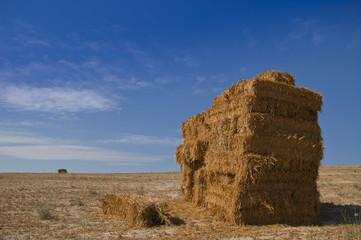 Straw bales in a wheat field in the sun