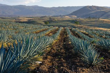 Agave fields in Tequila, Jalisco (Mexico)
