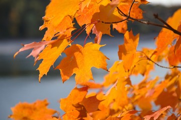 Fall colors