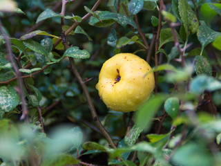 Yellow quince on a branch, after the rain
