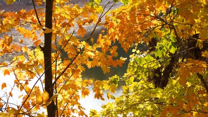 Fall colors