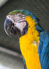 Colorful Parrot bird at makro view in Portugal