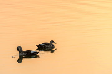 silhouette of  ducks swimming quietly created by a sunrise on cold morning in  a lake in  Rajashtan , India