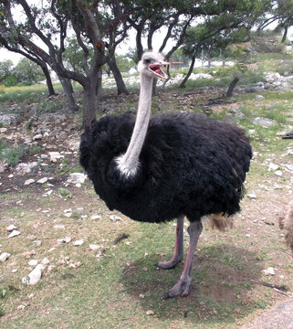 Talking Ostrich/Large Ostrich with its beak open