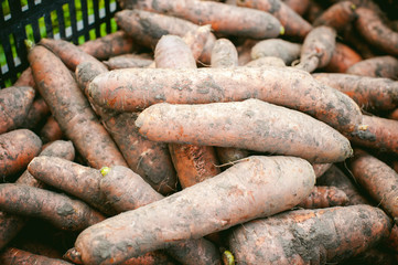 Autumn collection of arms carrot crop. fresh orange carrot roots, just torn from the ground, stacked boxes in caring hands of the gardener