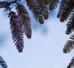 Silhouette of leaves against the sky