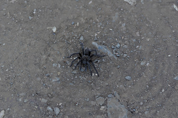 Male Tarantula